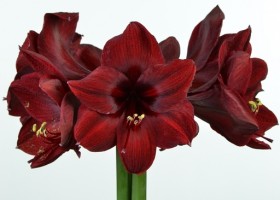 hippeastrum Benfica ® (1)